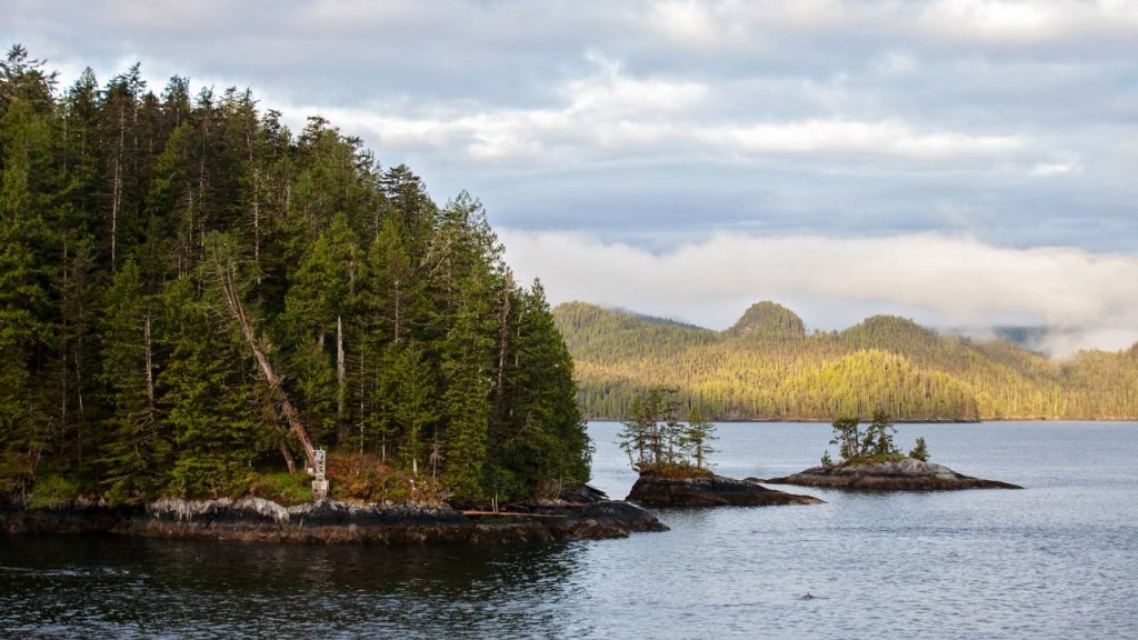 Coastal forest scenery near a Halfmoon Bay campground